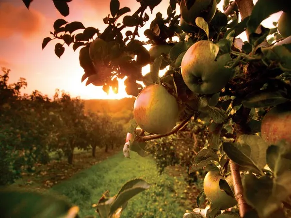 places to visit in armagh orchards
